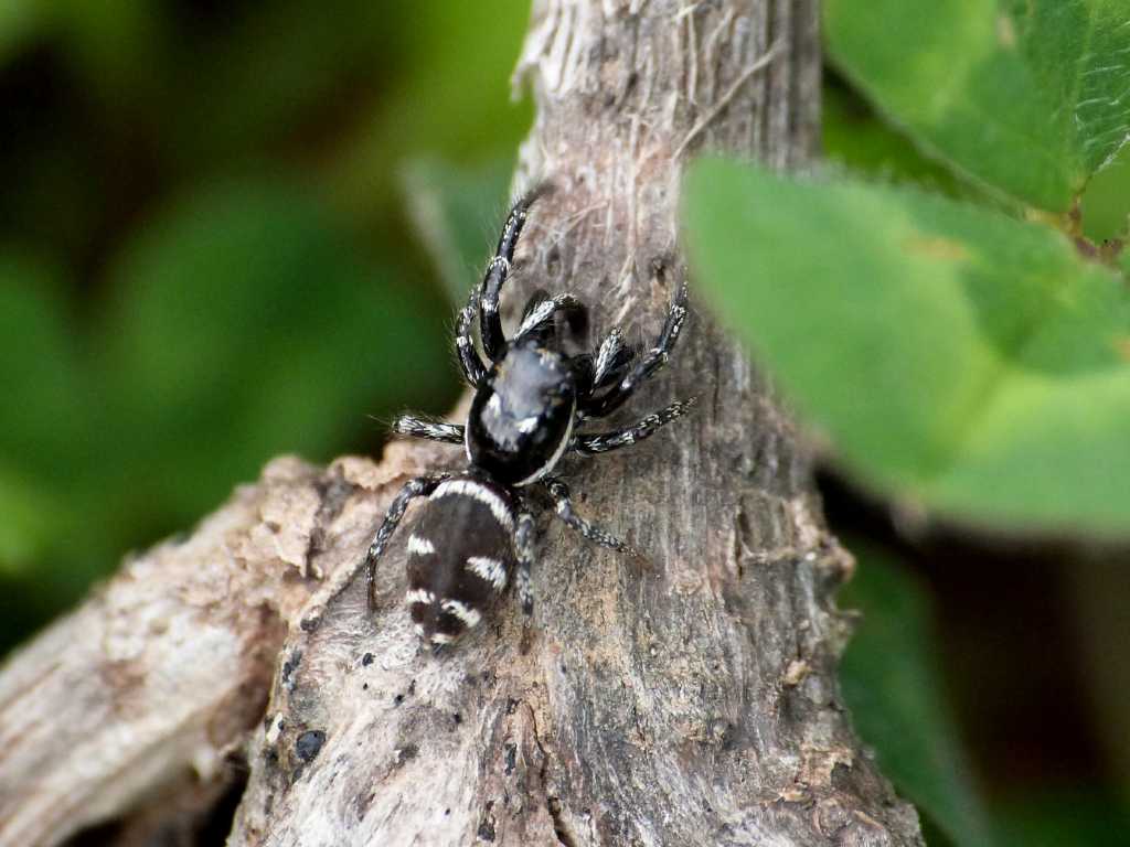 Salticus sp. - Tolfa (RM)